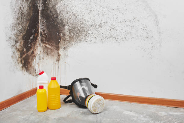 Best Mold Remediation for Specific Building Types in Ellijay, GA