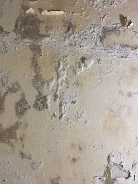 Best Localized Mold Remediation (e.g., coastal areas, humid climates) in Ellijay, GA