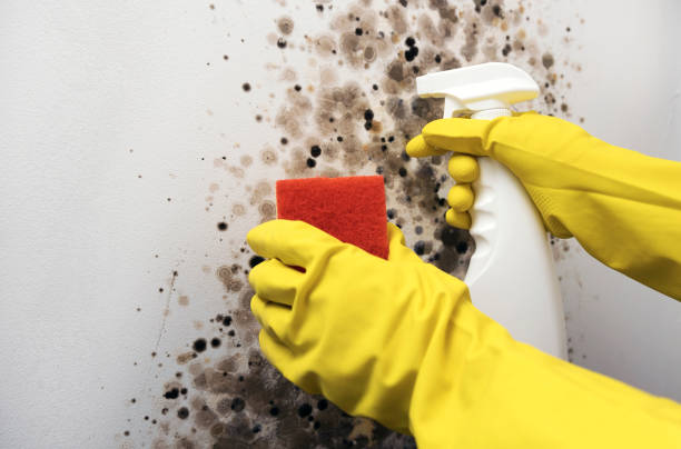 Best Health and Safety Mold Remediation in Ellijay, GA