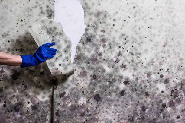 Best Mold Testing and Inspection Services in Ellijay, GA